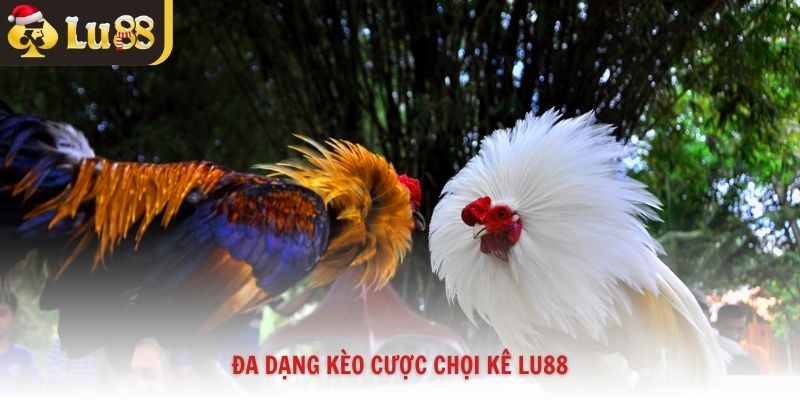 Đa dạng kèo cược chọi kê Lu88